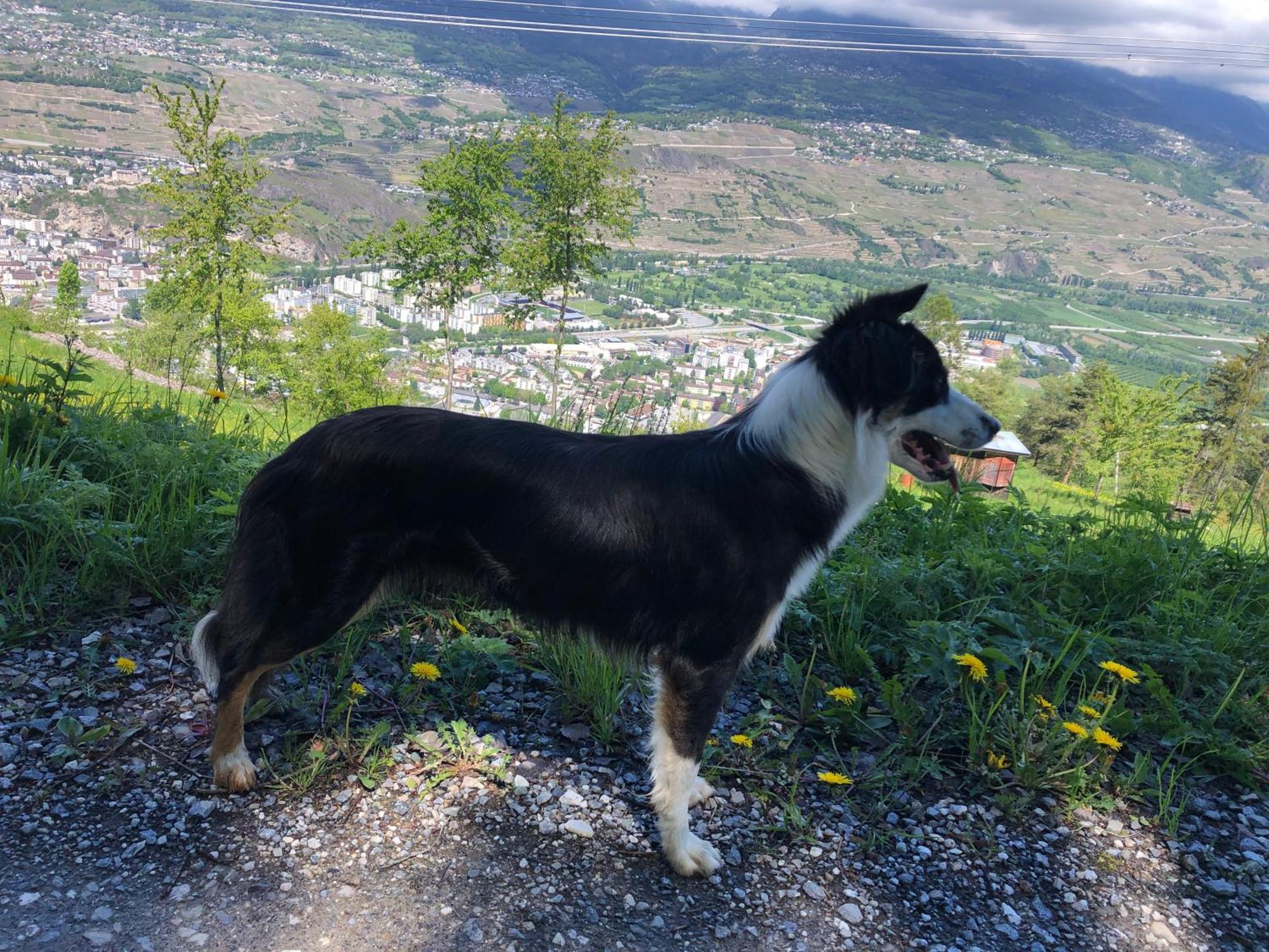 Domaine Bellevie Bnb Vex Dış mekan fotoğraf