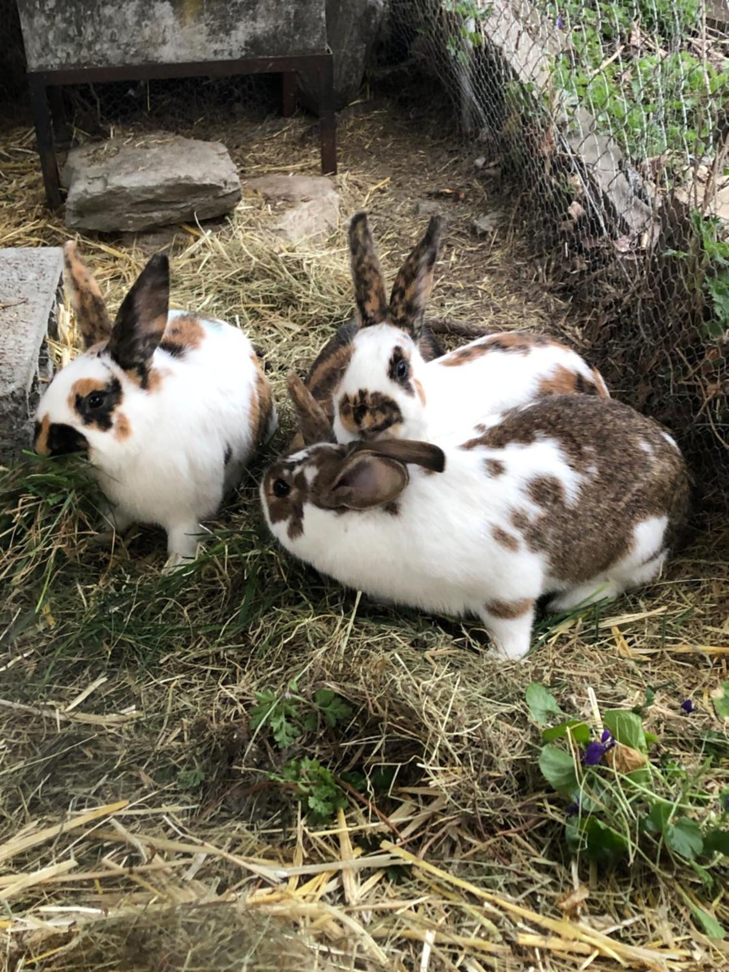 Domaine Bellevie Bnb Vex Dış mekan fotoğraf